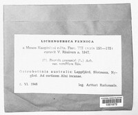 Evernia prunastri image